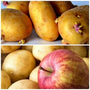 מניעת גידול שורשים של תפוחי אדמה טיפים שימושיים למטבח